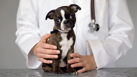 Alameda Animal Hospital: Eskew Gary Dvm - Norman , United States
