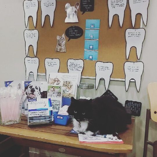 Dartmouth Veterinary Hospital - Dartmouth , Canada