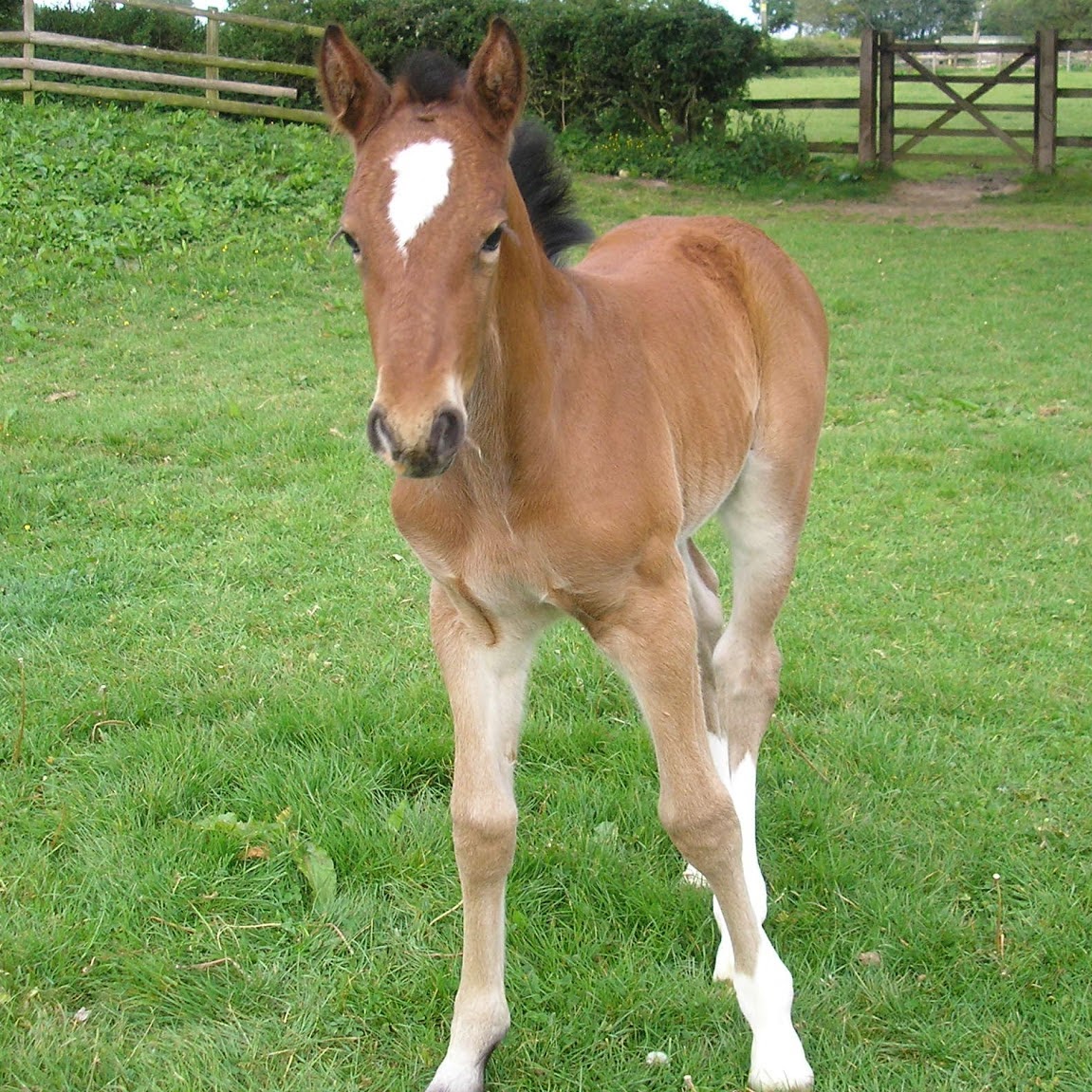 Macarthur Barstow And Gibbs Worcester Vets - Worcester , United Kingdom