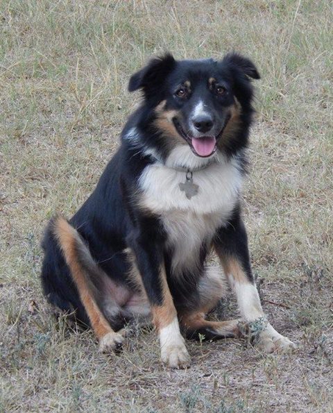 Salado Pet Care Veterinary Clinic - Salado , United States