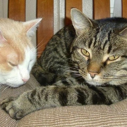 Greenwood Animal Clinic - Greenwood , United States