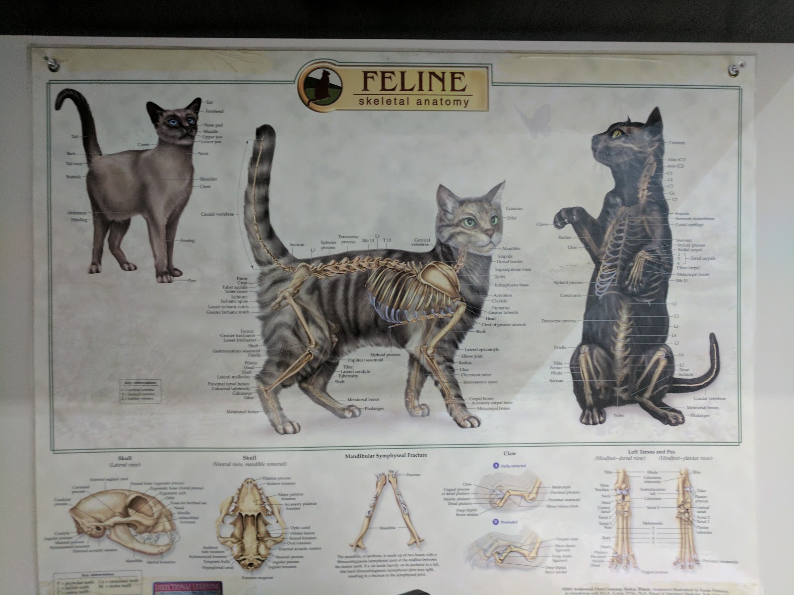 Cloverdale Veterinary Hospital - Etobicoke , Canada