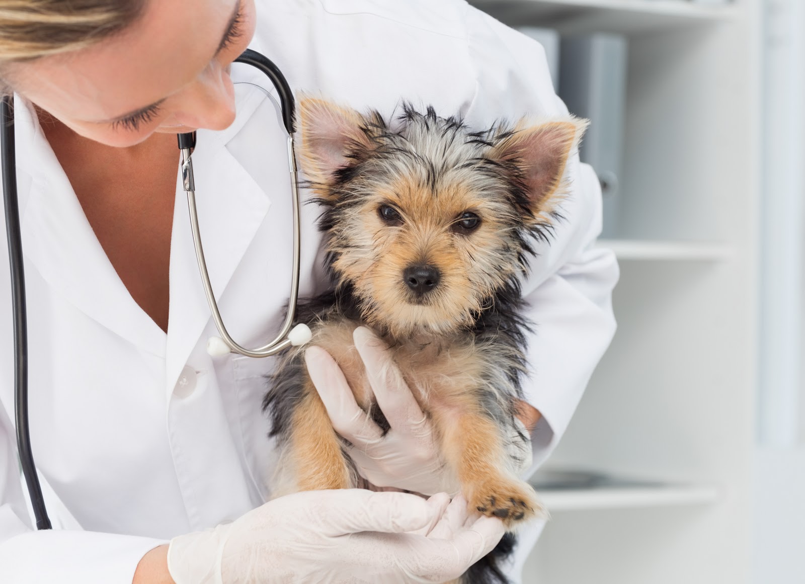 RSPCA Tighes Hill Veterinary Hospital - Tighes Hill , Australia