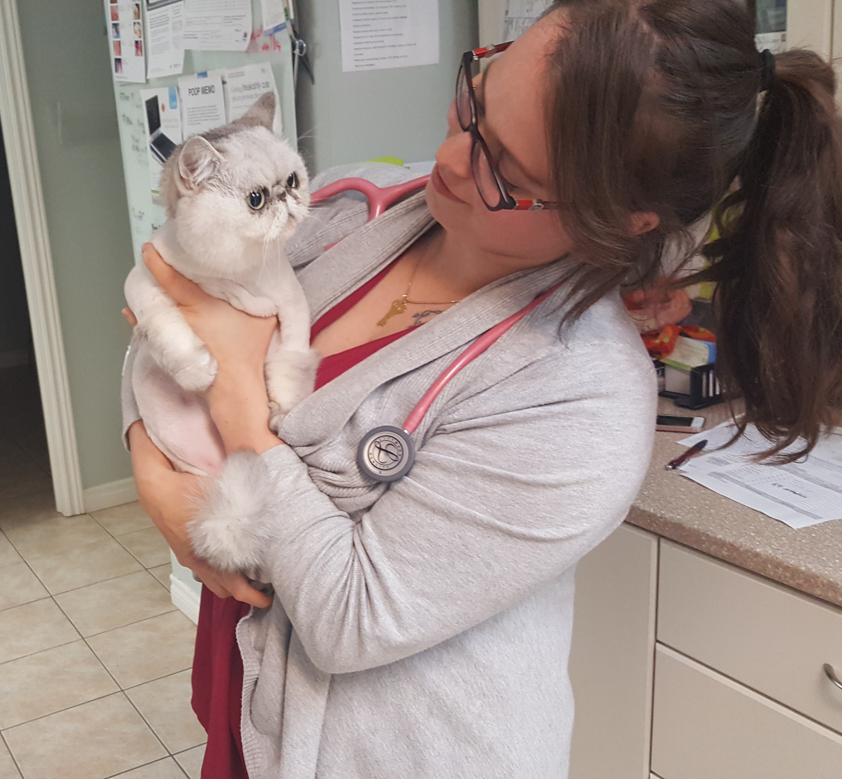 Basinview Animal Hopsital - Bedford , Canada