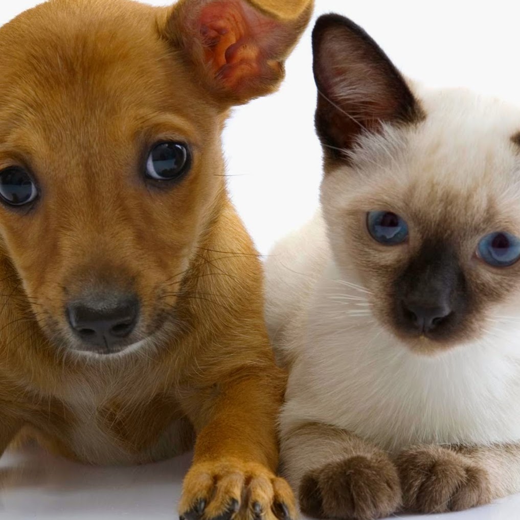 Cityvet Waterford - Waterford West , Australia