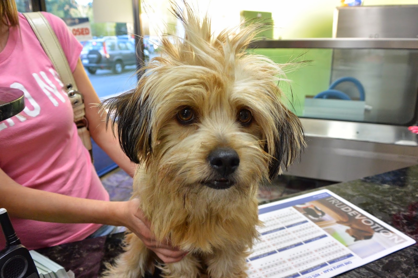Vca Camino Animal Hospital - Thousand Oaks , United States