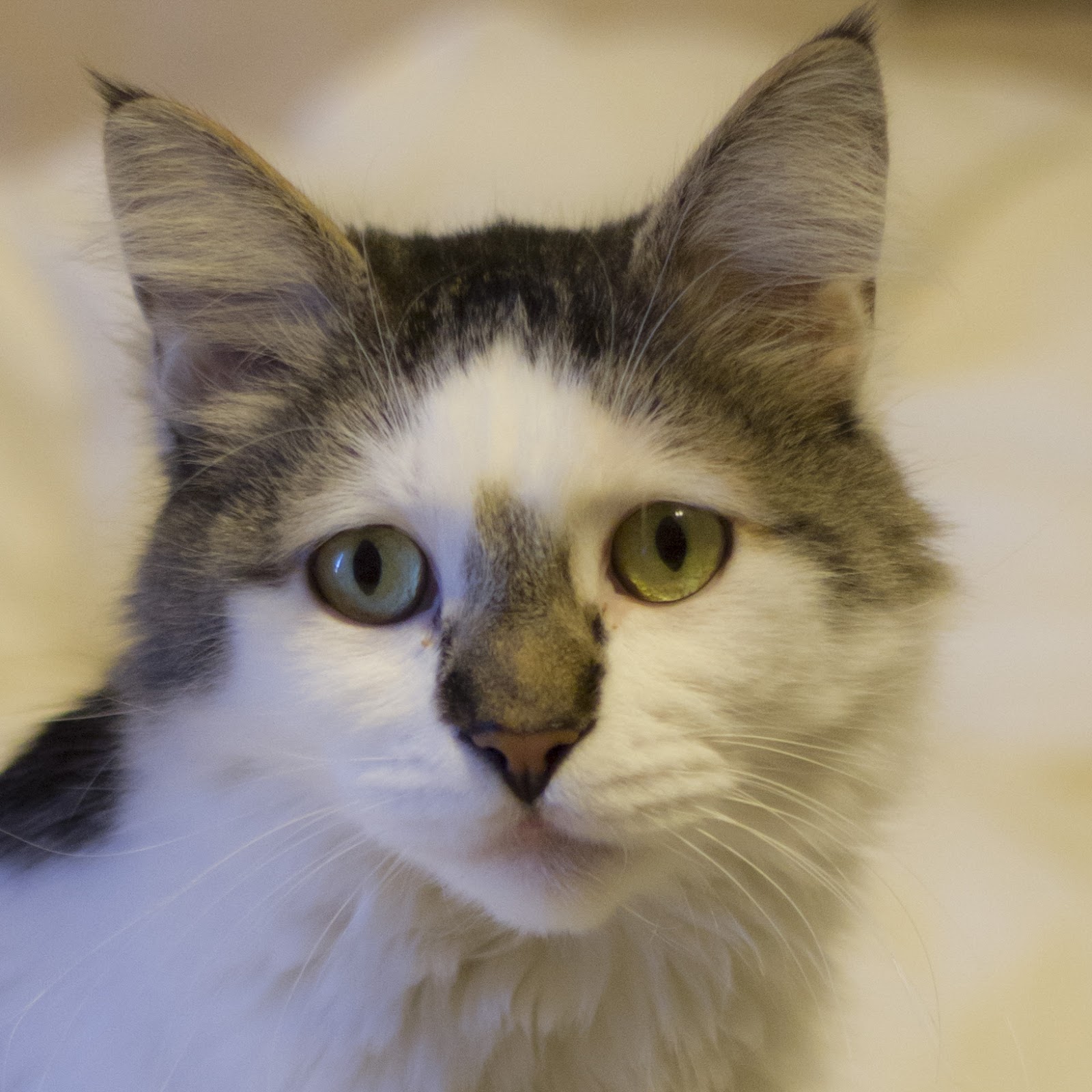 Bothell Pet Hospital - Bothell , United States
