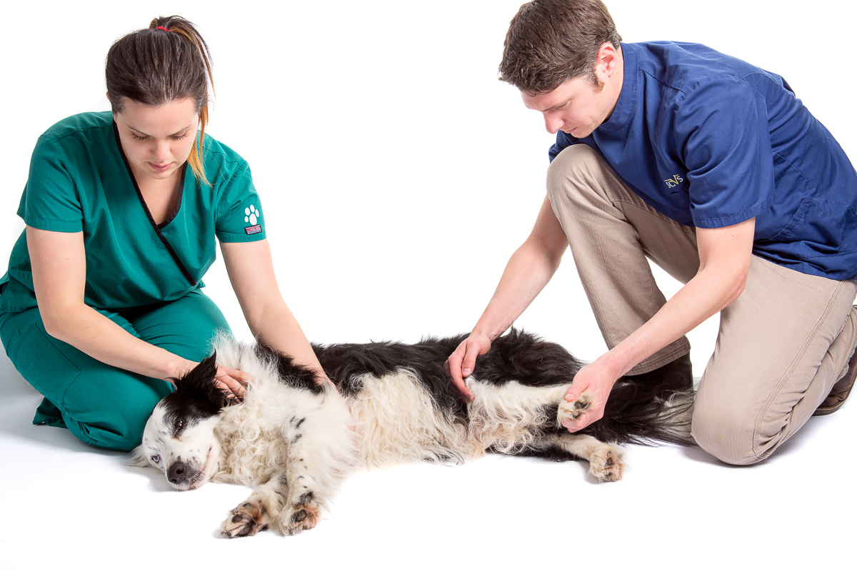 Southern Counties Veterinary Specialists - Ringwood , United Kingdom