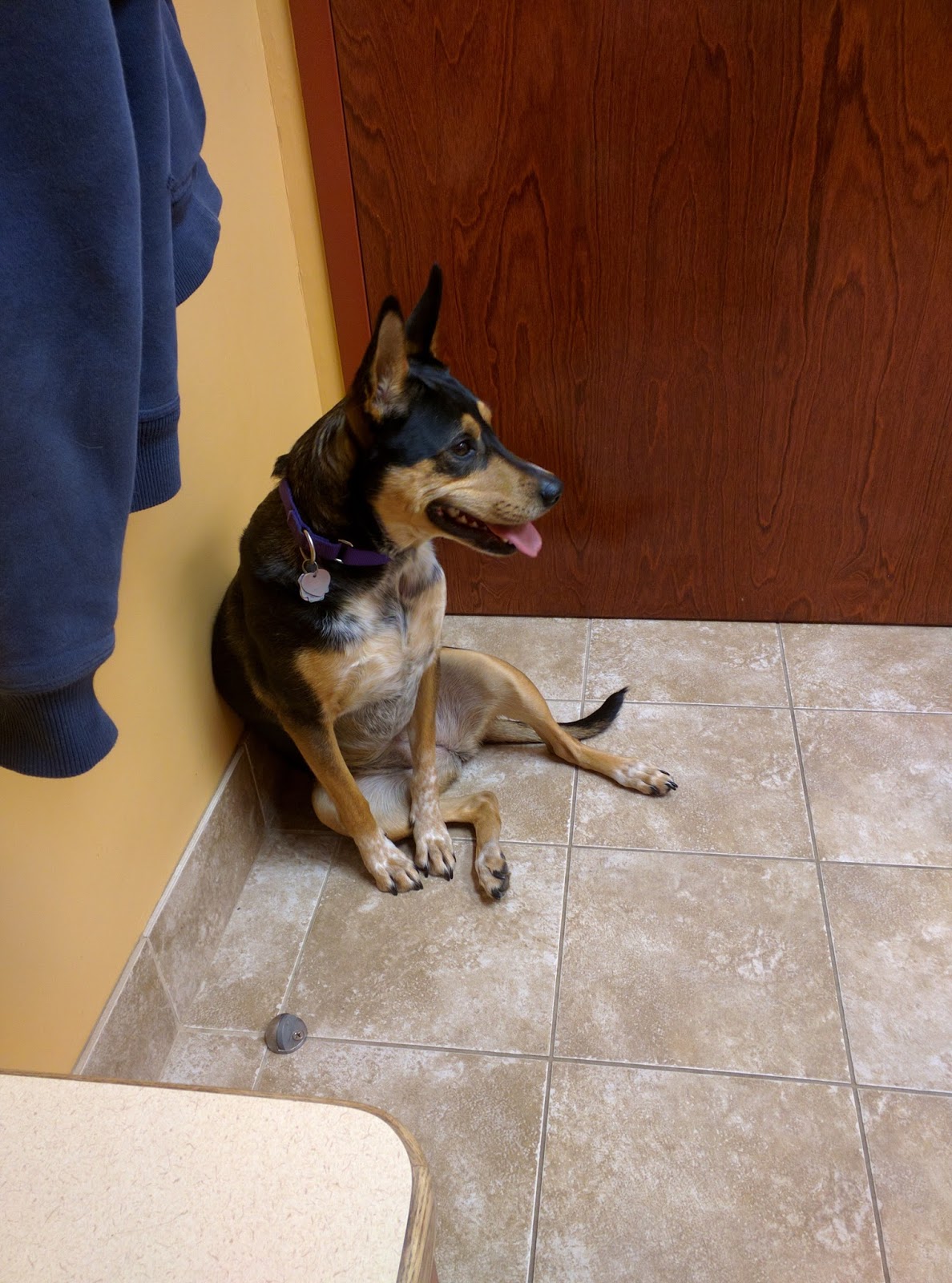 Uptown Animal Hospital - Chicago , United States