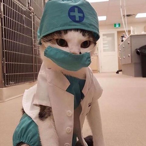 North Alabama Spay Neuter - Huntsville , United States