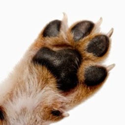 Chino Hills Animal Hospital And Pet Resort - Chino , United States