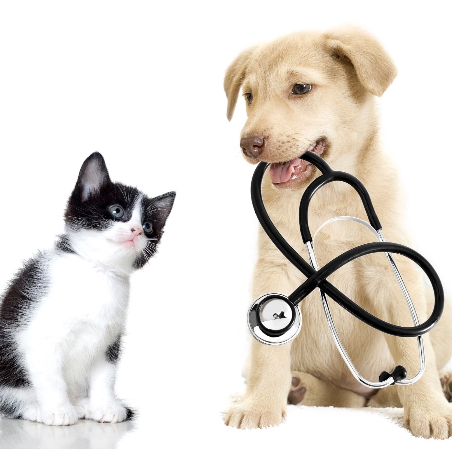 Mt Spokane Veterinary Hospital - Mead , United States