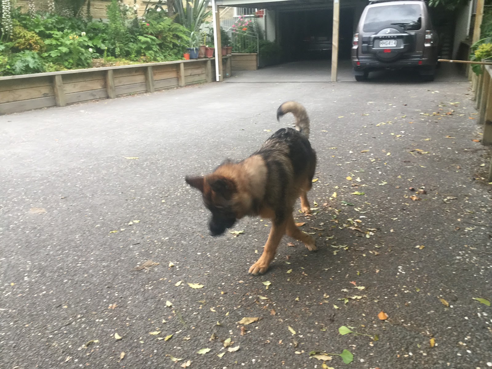 Upper Hutt Vets - Upper Hutt , New Zealand