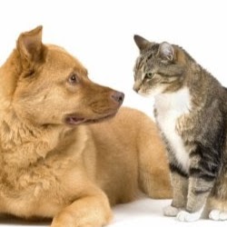 Far East Animal Care Center - El Paso , United States