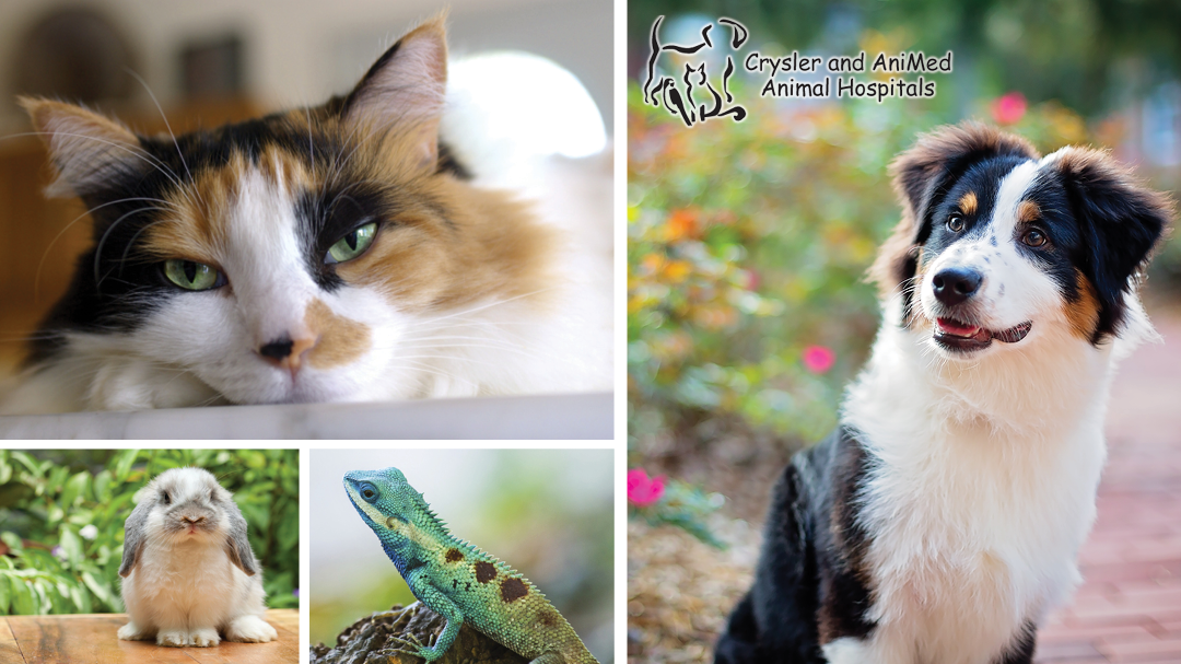Crysler Animal Hospital - Independence , United States