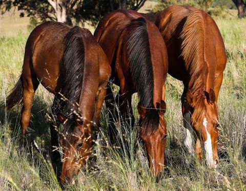 Carmyle Veterinary Services - Quipolly , Australia