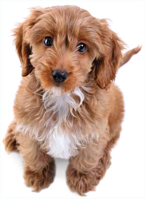Jcu Vet General Practice Emergency And Referral Hospital - Douglas , Australia
