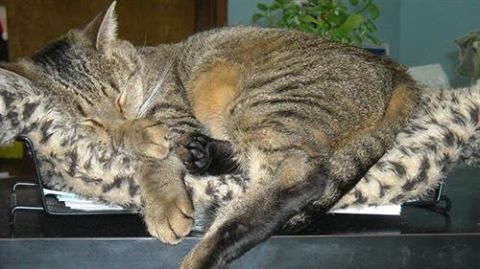 Summerlin Animal Hospital - Las Vegas , United States