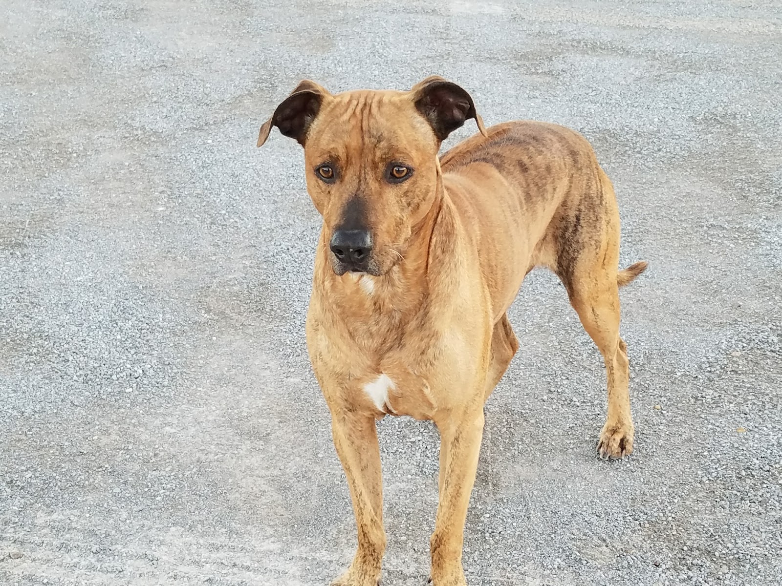 Rowlett Veterinary Clinic A Thrive Pet Healthcare Partner - Rowlett , United States
