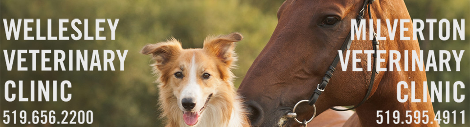 Milverton Wellesley Veterinary Services - Milverton , Canada