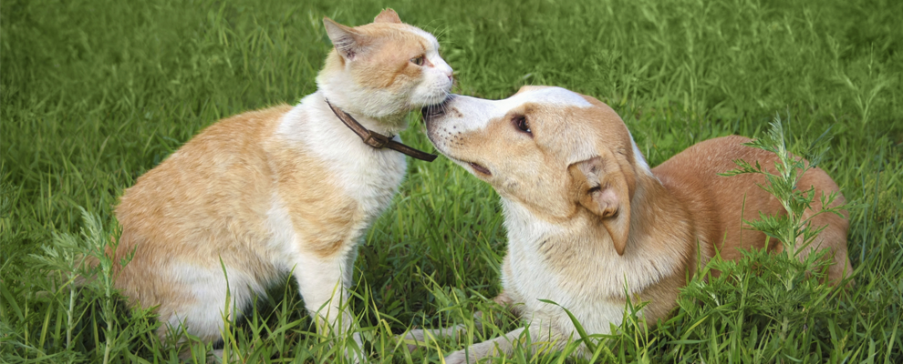 Head To Tail Animal Hospital - Port Jefferson Station , United States