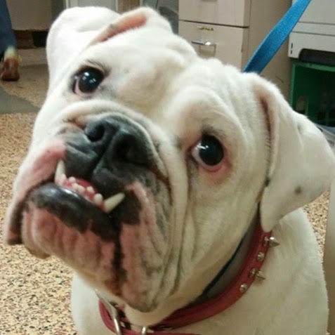 Studio City Animal Hospital - Studio City , United States