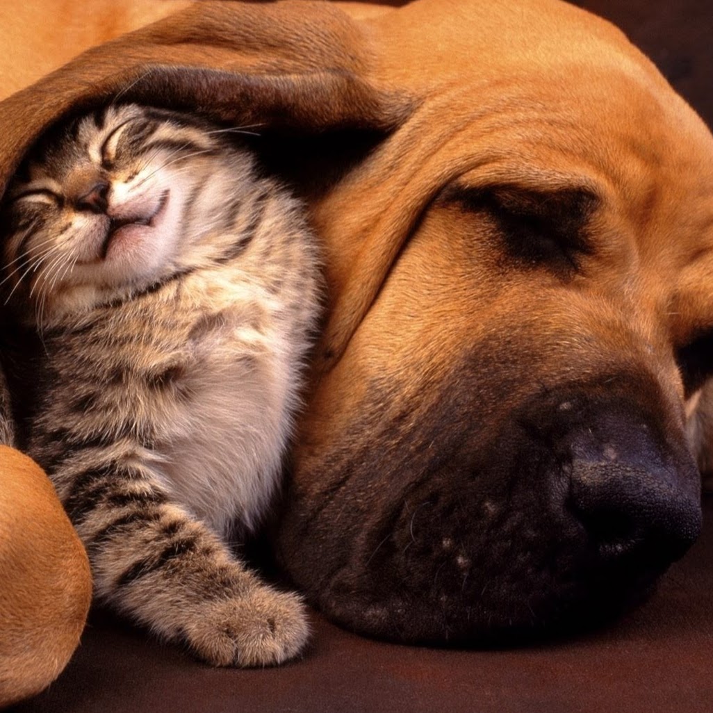 Alta Vista Veterinary Hospital - Phoenix , United States
