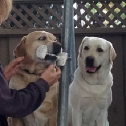Sundowners Kennels - Gilroy , United States