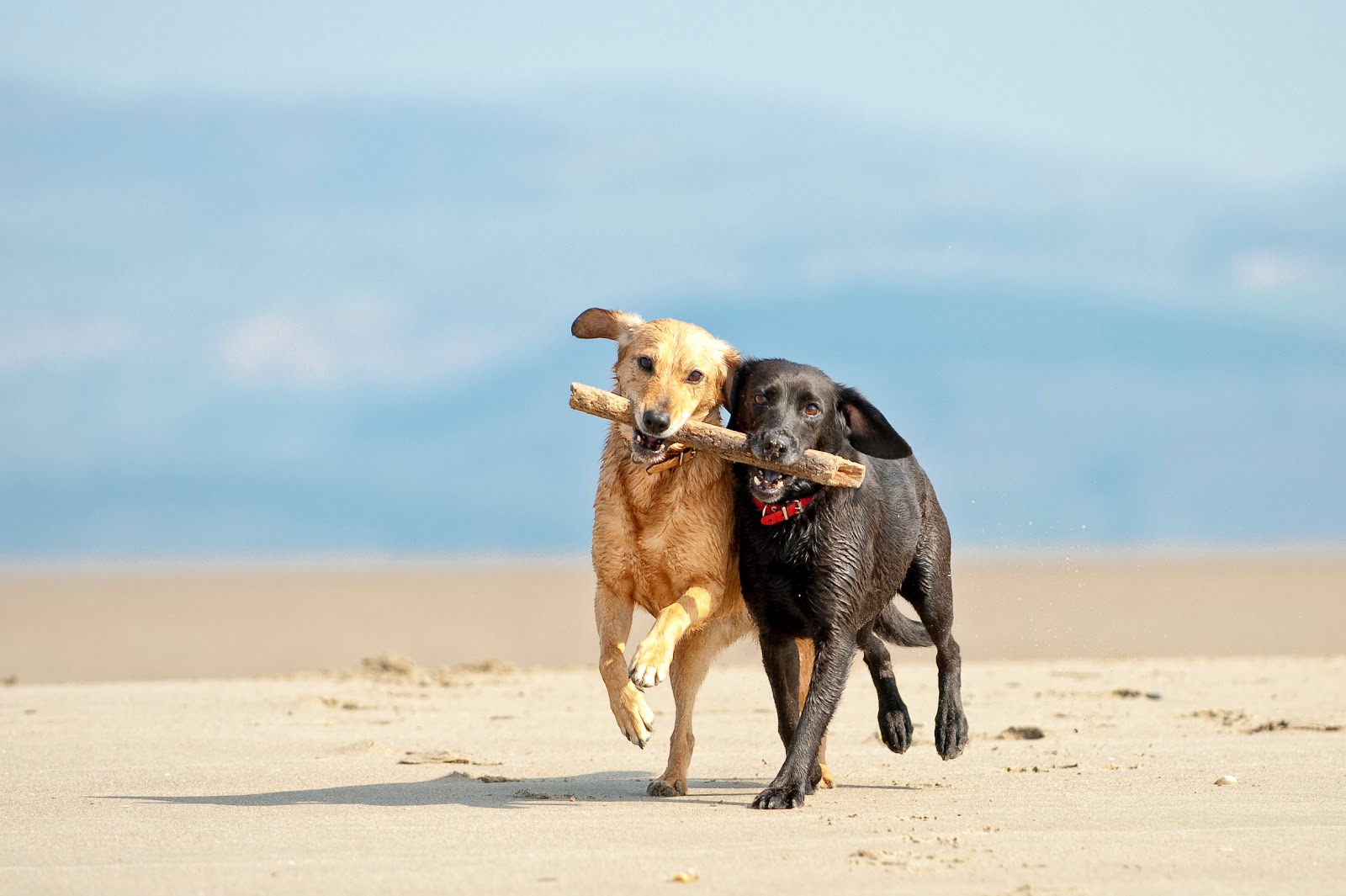 Vetco Total Care Animal Hospital - Honolulu , United States