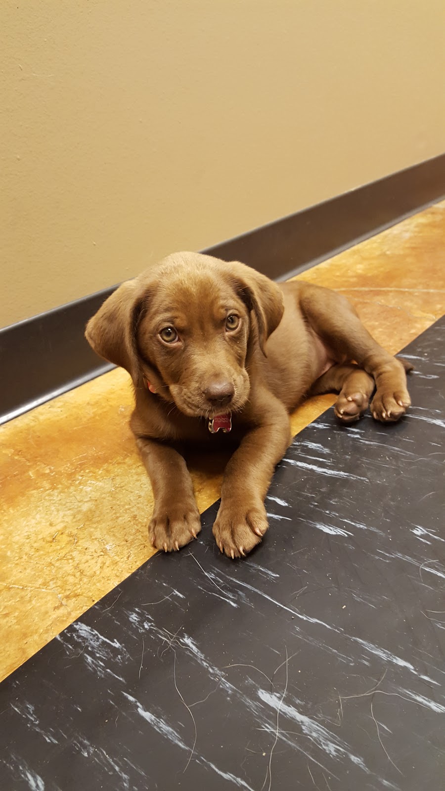 Hartman Animal Hospital - Conway , United States