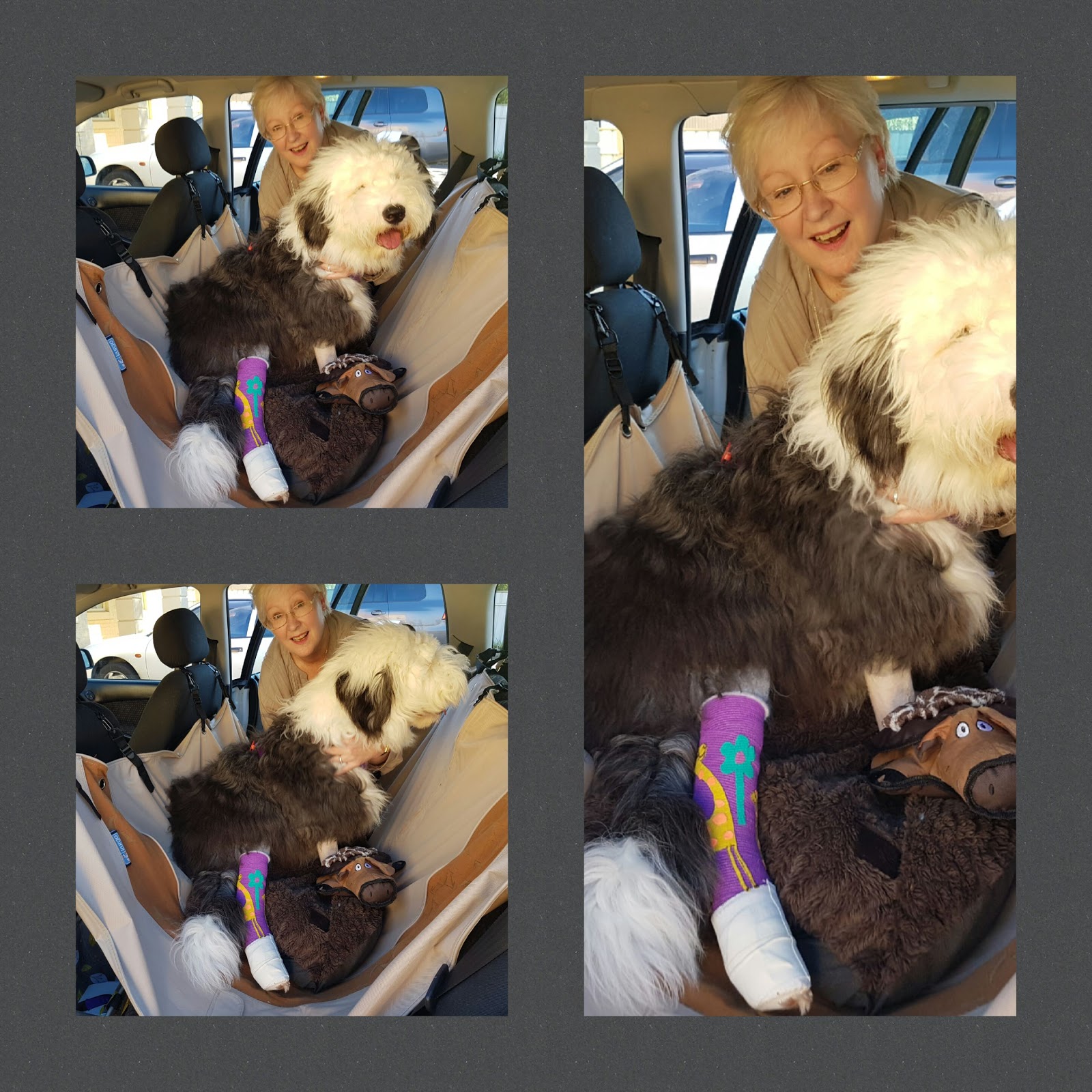 Greencross Vet Centre And Avsarc - Norwood , Australia