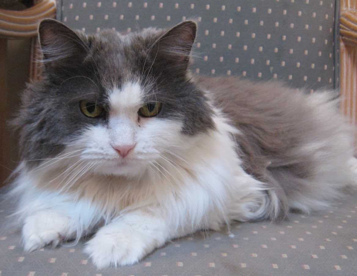 Kitty Corner Cat Clinic - Newport , United States