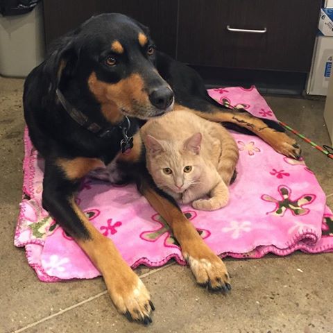 Canadian Valley Animal Clinic - El Reno , United States