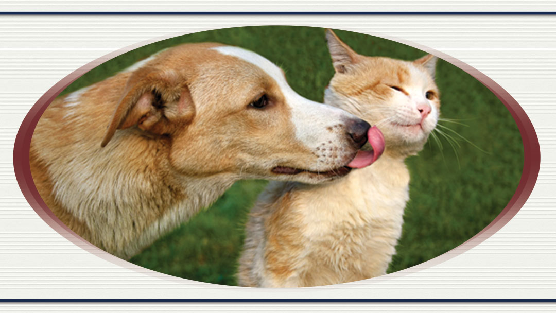 Colony Animal Hospital - Newport News , United States