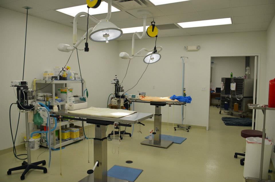 Pet Pal Veterinary Clinic - St. Petersburg , United States