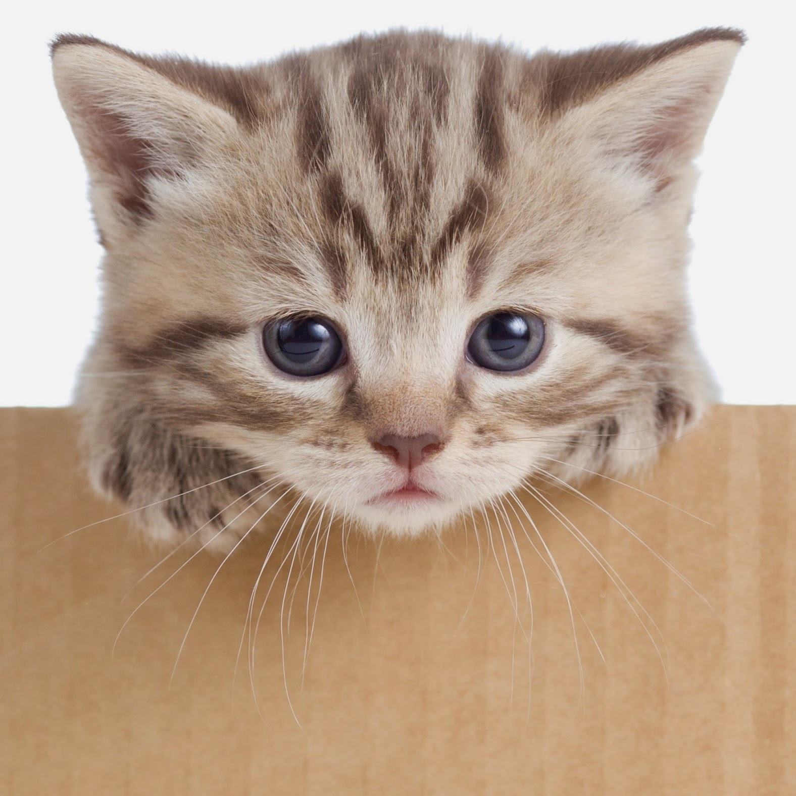 Vca Collinsville Animal Hospital - Collinsville , United States