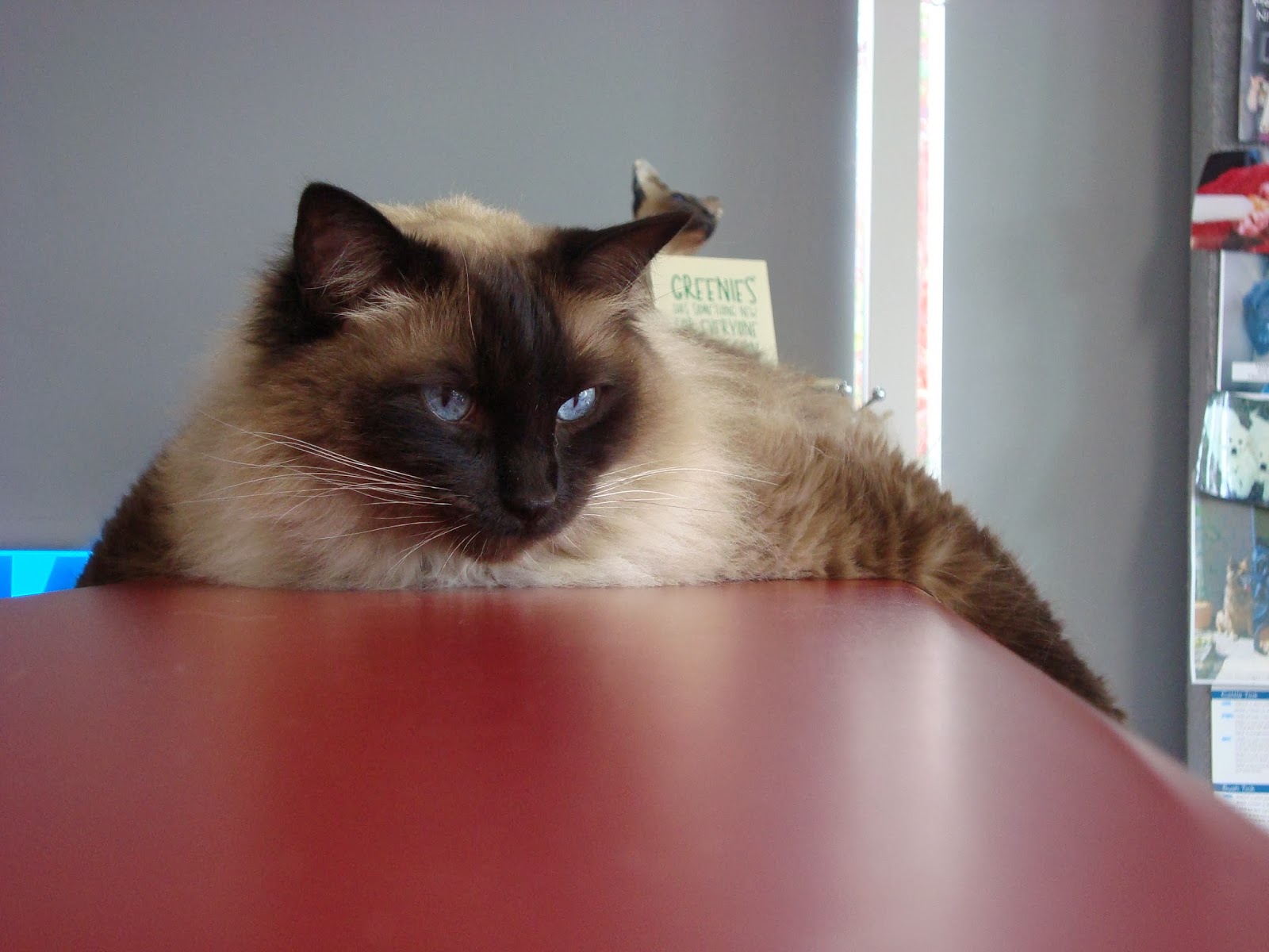 Caloundra Vet Surgery Suncoastvet Caloundra - Caloundra , Australia