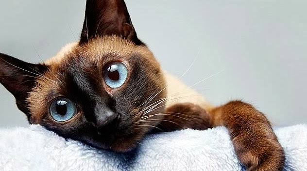Monon Animal Hospital - Indianapolis , United States