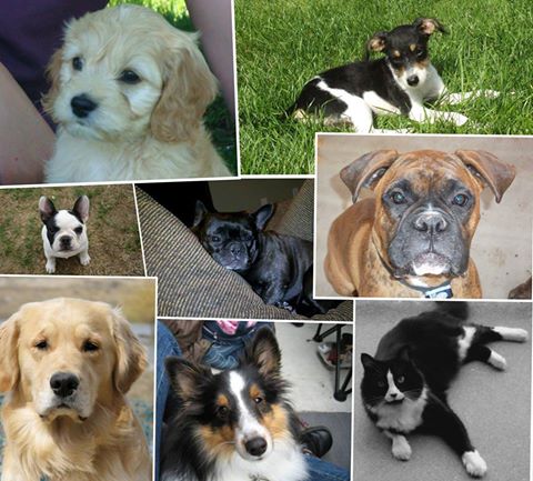 Manitou Animal Hospital - Kitchener , Canada
