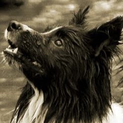 Robson And Prescott Veterinary Practice - Bedlington , United Kingdom