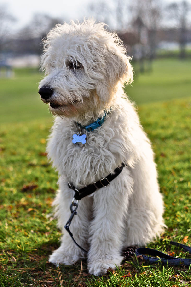 Meadow Veterinary Hospital - White Plains , United States