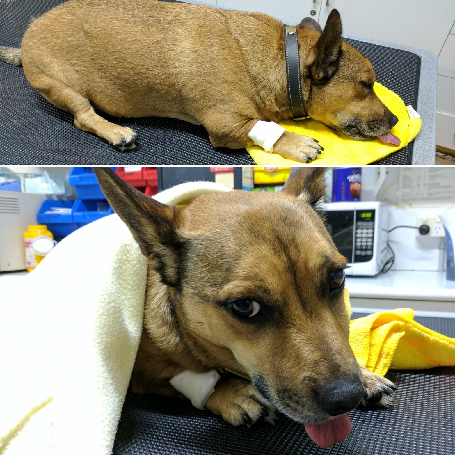 Animal Medical Centre - Boronia , Australia
