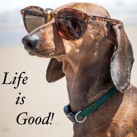 St Pete Beach Veterinary Clinic - St Pete Beach , United States
