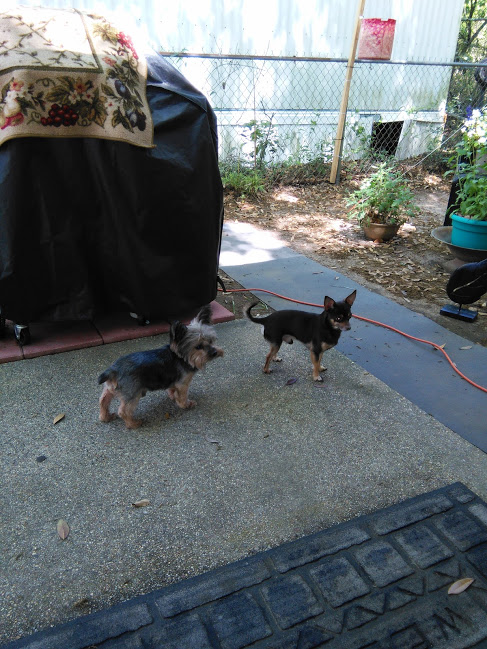 Cottage Hill Animal Clinic - Mobile , United States
