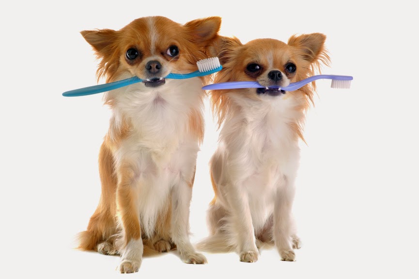 West Kelowna Veterinary Hospital - West Kelowna , Canada