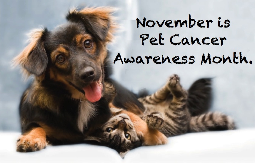 Prelesnik Animal Hospital - Grand Haven , United States