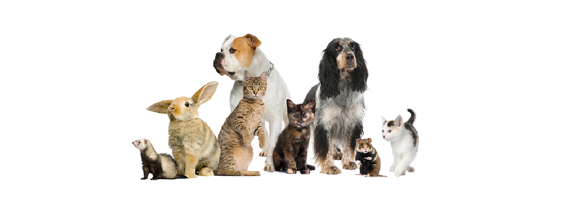 Oak Elm Animal Hospital - Des Plaines , United States
