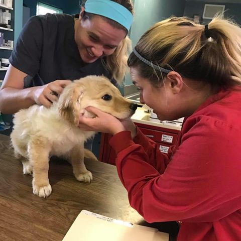 Paws And Claws Animal Hospital - Cold Spring , United States