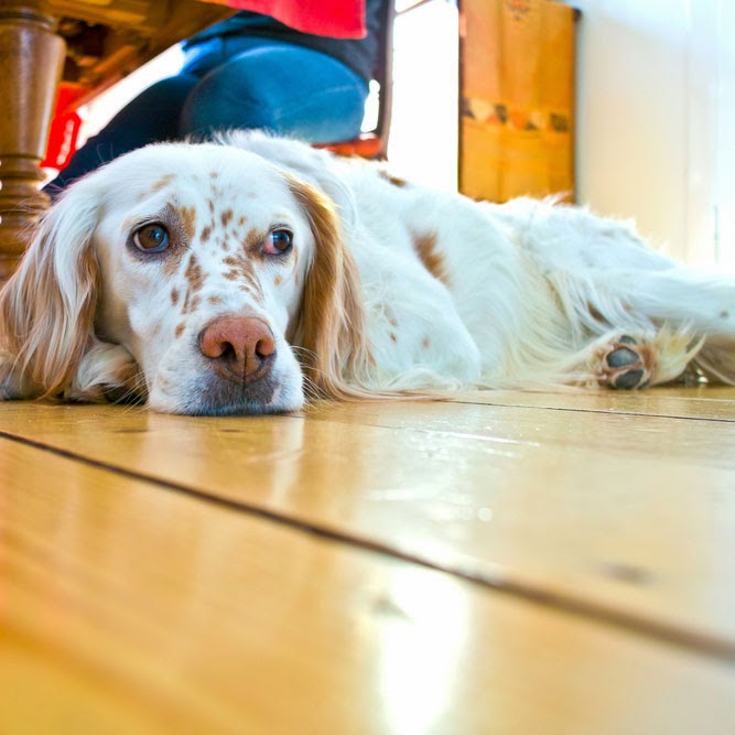 Capron Veterinary Hospital And Dental Clinic For Pets - Tulsa , United States