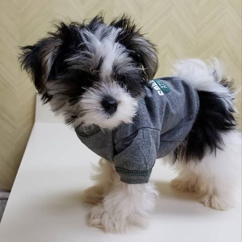 Schultz Veterinary Clinic - Okemos , United States